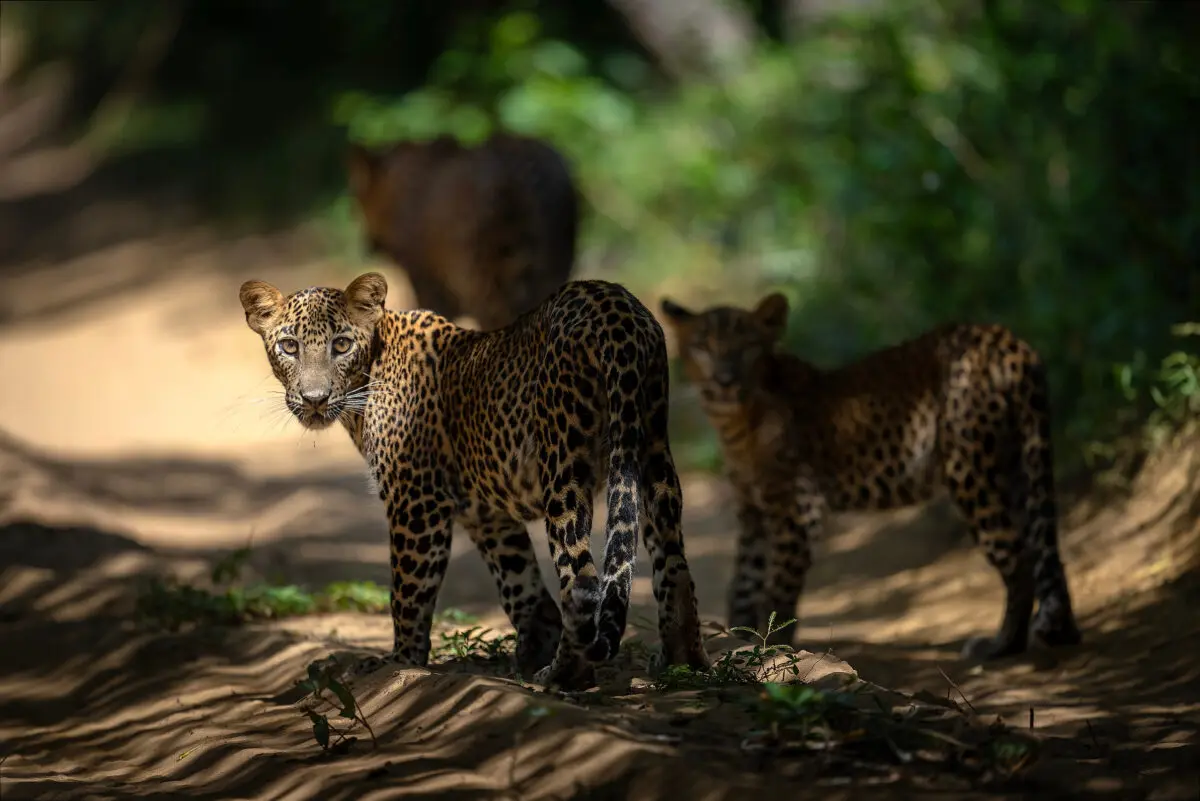 Sri Lanka Travel Guide for First-Time Visitors