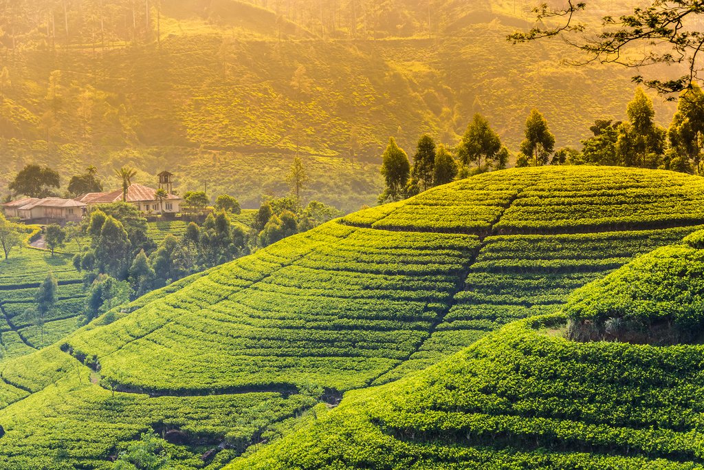 Best Time to Visit Sri Lanka: Weather, Seasons & Travel Tips - Image 2