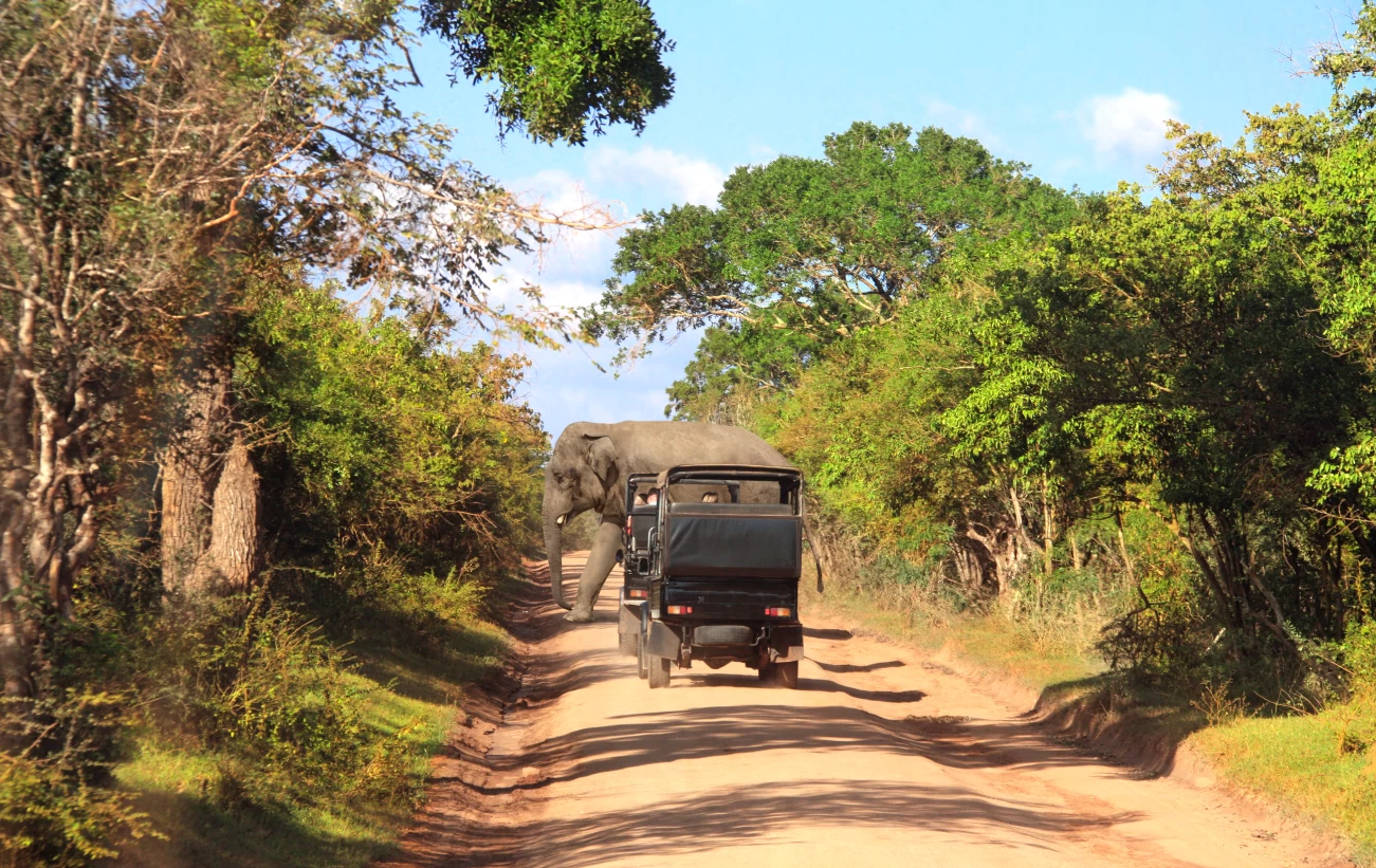 Sri Lanka Travel Guide for First-Time Visitors - Image 4